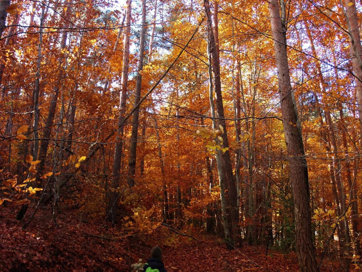 Le Vallon D'Armandine, Gite Ecologique Auvergne Saint-Hilaire  Exterior foto